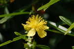 Shrubby St. Johnswort